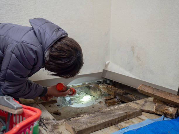 Reliable Southmont, NC Mold Removal Solutions